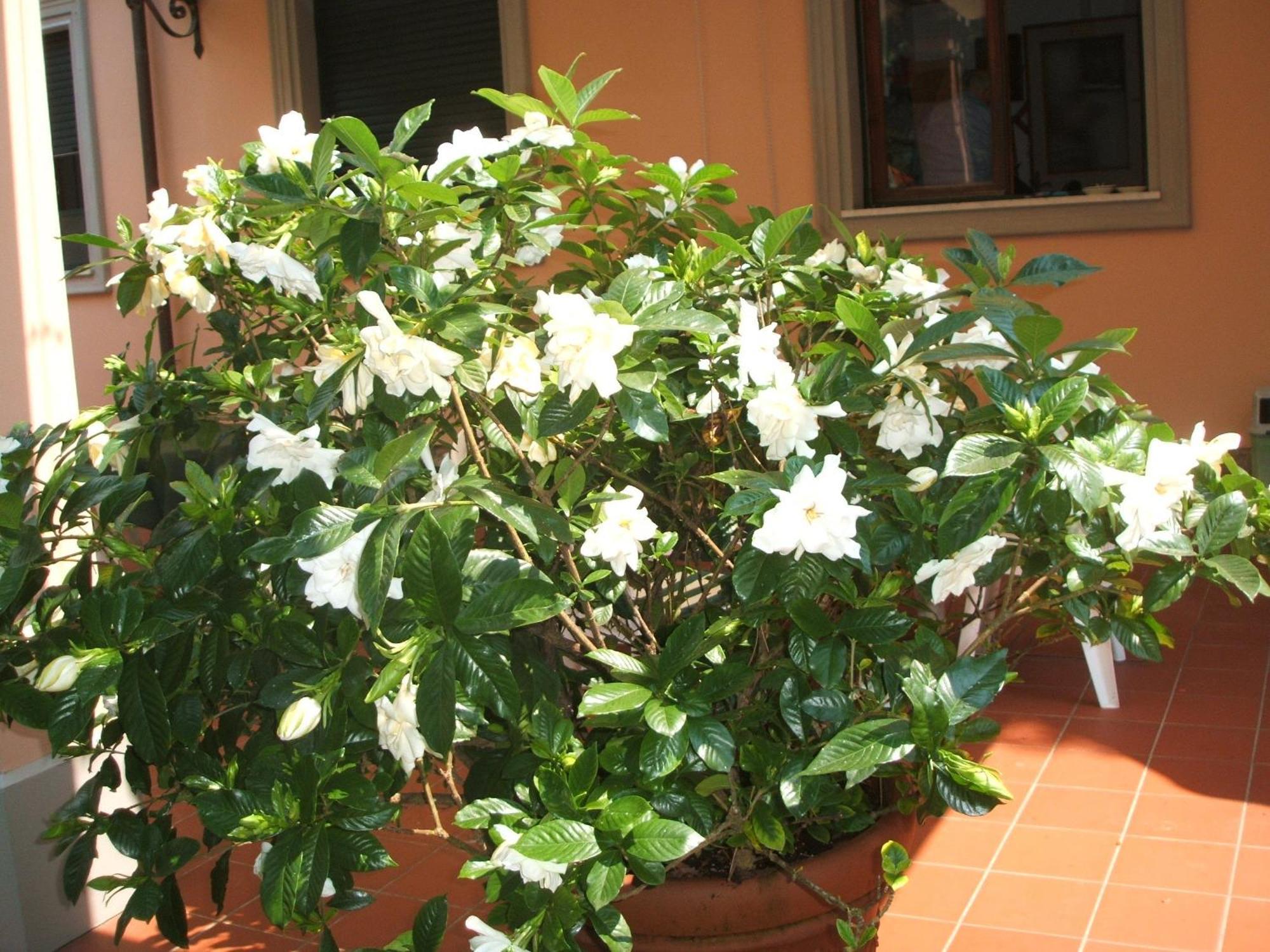 Hotel Astor Victoria Forte dei Marmi Exterior photo